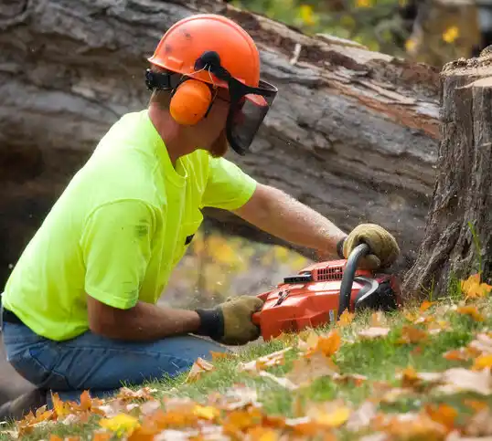 tree services Barberton